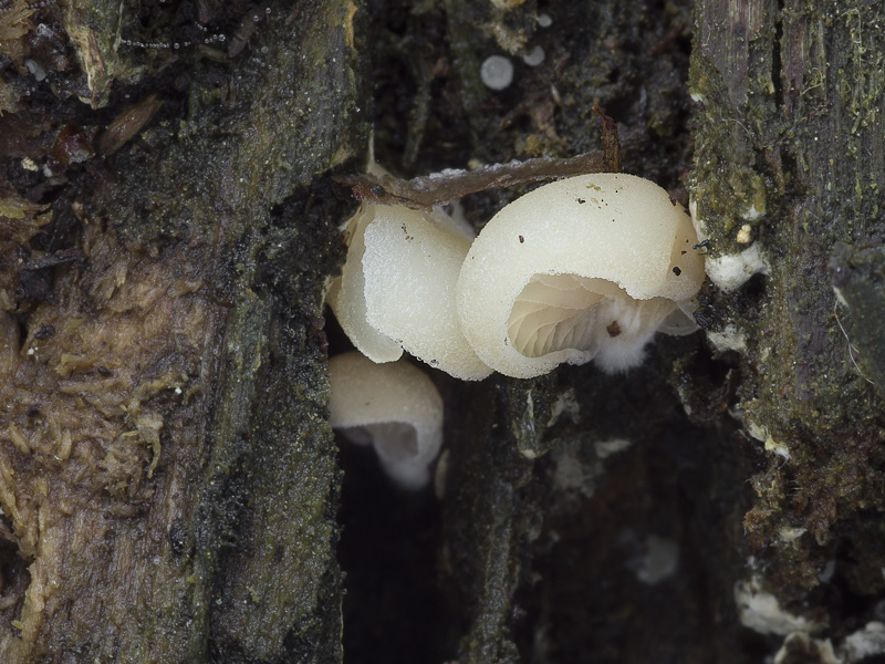 Crepidotus stenocystis